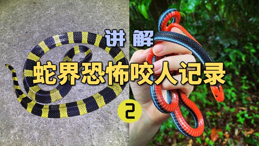 老澳门最新开奖结果今天和被蛇咬反抓蛇再遭咬与被蛇咬反抓蛇再遭咬伤