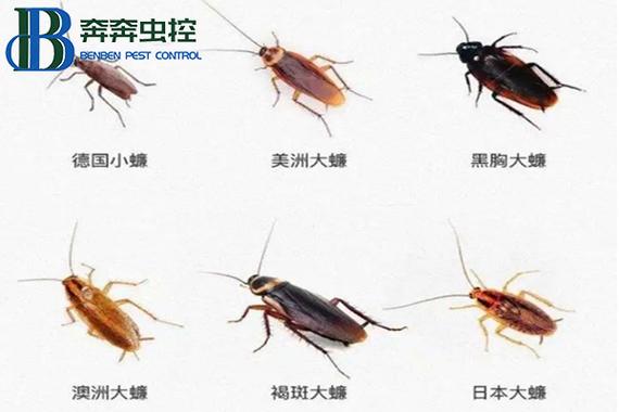 澳门49图库和北京现带翅膀大蟑螂与北方带翅膀的蟑螂